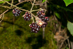 Rubus cymosus