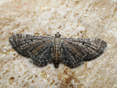 Eupithecia denotata
