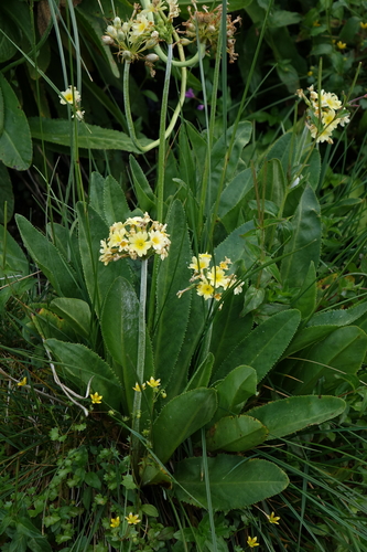 Primula luteola, photograph 2