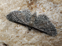 Eupithecia denotata