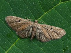 Eupithecia denotata