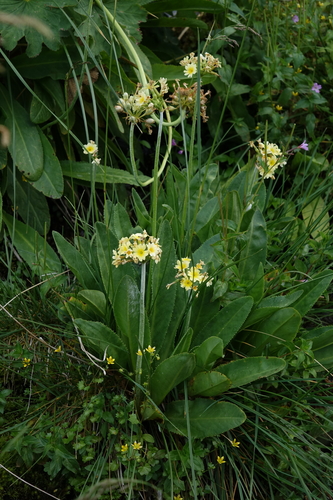 Primula luteola, photograph 3