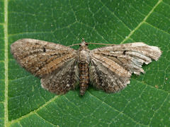 Eupithecia denotata
