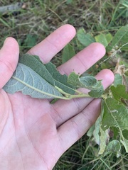 Salix appendiculata