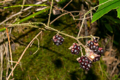 Rubus cymosus
