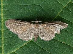 Eupithecia denotata