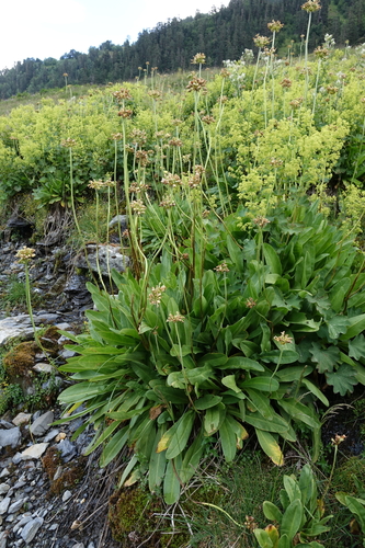 Primula luteola, photograph 4