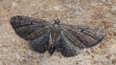 Eupithecia denotata