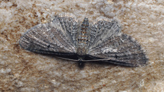 Eupithecia denotata