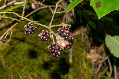 Rubus cymosus