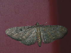 Eupithecia denotata