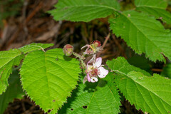 Rubus cymosus