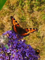 Aglais urticae