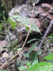 Begonia fruticosa