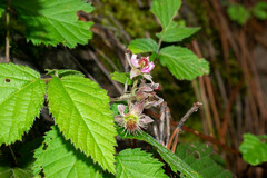 Rubus cymosus