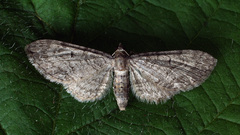Eupithecia egenaria