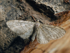 Eupithecia egenaria