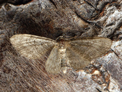 Eupithecia egenaria