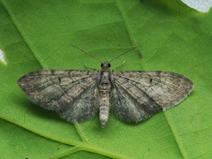 Eupithecia egenaria