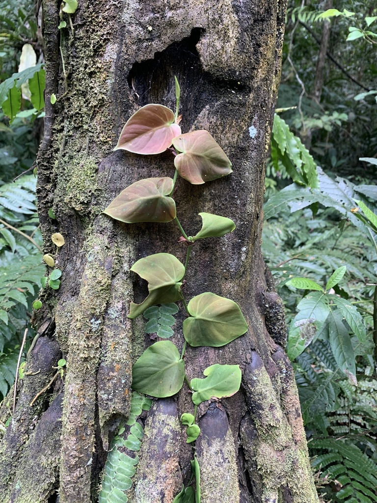 Philodendron (Heartleaf)
