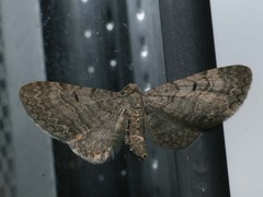Eupithecia egenaria