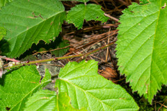 Rubus cymosus