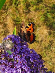 Aglais urticae