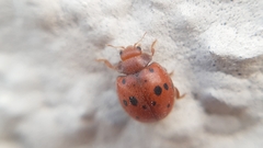 Subcoccinella vigintiquatuorpunctata