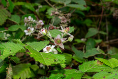 Rubus cymosus