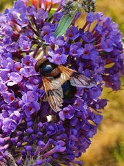 Volucella pellucens
