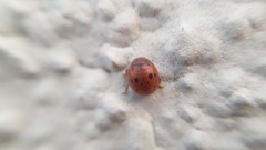 Subcoccinella vigintiquatuorpunctata