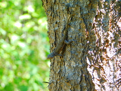 Sceloporus gadoviae