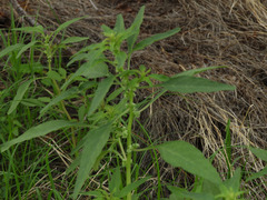 Amaranthus obcordatus