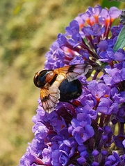Volucella pellucens