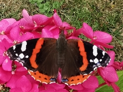 Vanessa atalanta