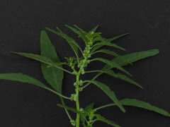 Amaranthus obcordatus