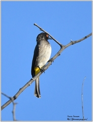 Pycnonotus nigricans