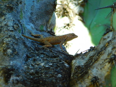 Sceloporus gadoviae