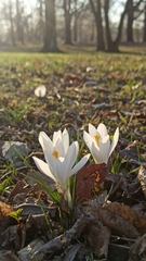 Crocus aleppicus