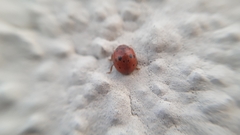 Subcoccinella vigintiquatuorpunctata