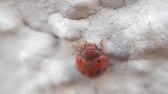 Subcoccinella vigintiquatuorpunctata