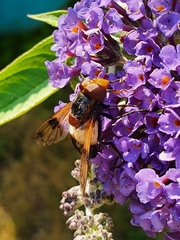 Volucella pellucens