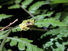 Kurixalus berylliniris