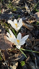 Crocus aleppicus