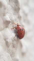 Subcoccinella vigintiquatuorpunctata