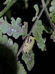 Kurixalus berylliniris