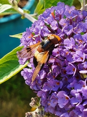 Volucella pellucens