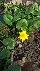 Ficaria verna