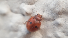 Subcoccinella vigintiquatuorpunctata
