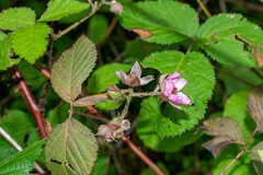 Rubus cymosus